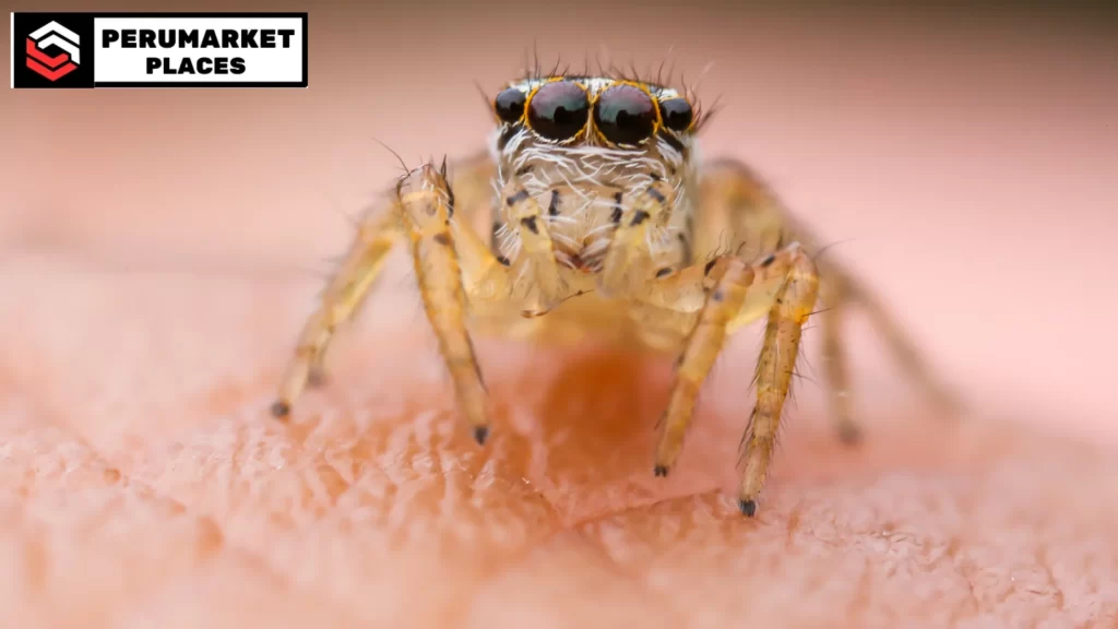 Jumping spider perched on a surface, emphasizing their typical lifespan of 6 months to 2 years.