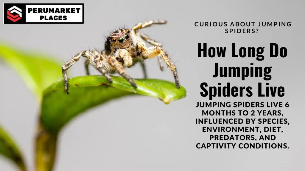 Curious about how long jumping spiders live? Jumping spiders typically live 6 months to 2 years depending on species, environment, and other factors.