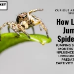 Curious about how long jumping spiders live? Jumping spiders typically live 6 months to 2 years depending on species, environment, and other factors.