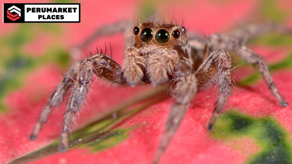 Close-up of a jumping spider showcasing their 6 months to 2 years lifespan, influenced by diet, predators, and environment.