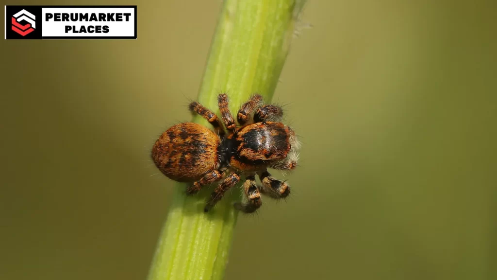 How long do jumping spiders live? This image highlights their lifespan of 6 months to 2 years, with factors like species and conditions playing a role.